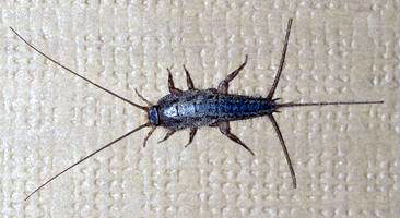 Silverfish