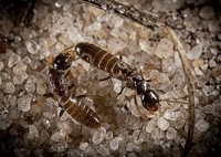 Termite