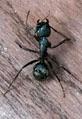 Carpenter Ant