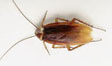 Cockroach